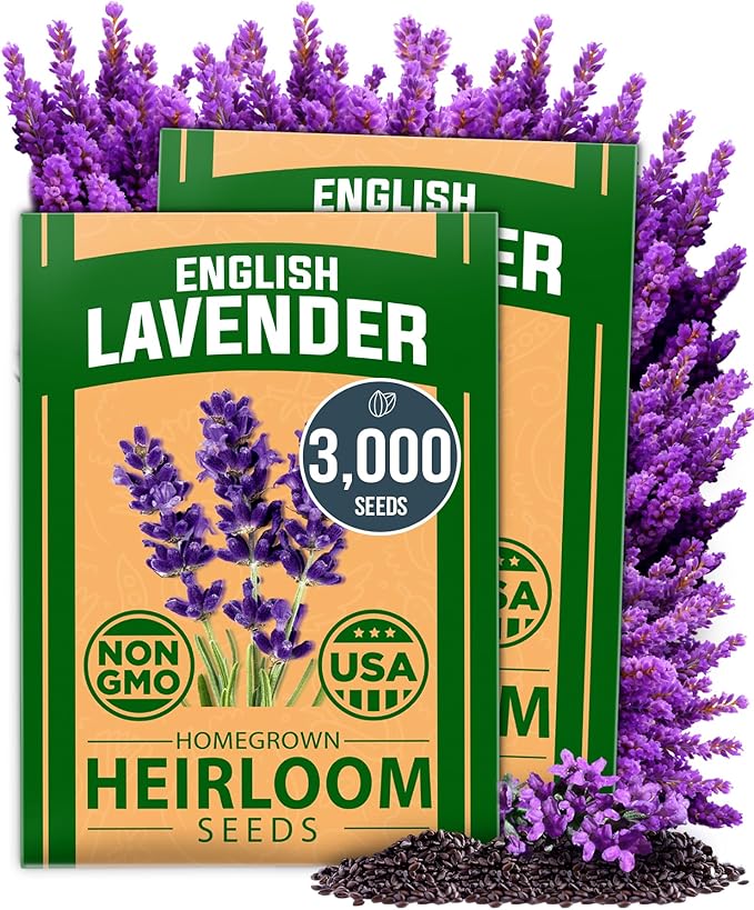 HOME GROWN 𝗨𝗦𝗔 𝗣𝗥𝗘𝗠𝗜𝗨𝗠 English Lavender Seeds 2 Pack 3000 𝗡𝗢𝗡-𝗚𝗠𝗢 Wildflower Seed, for Planting Indoor Outdoor High Germination Flower Seeds (Lavandula antustifolia)-VerdiqueGarden