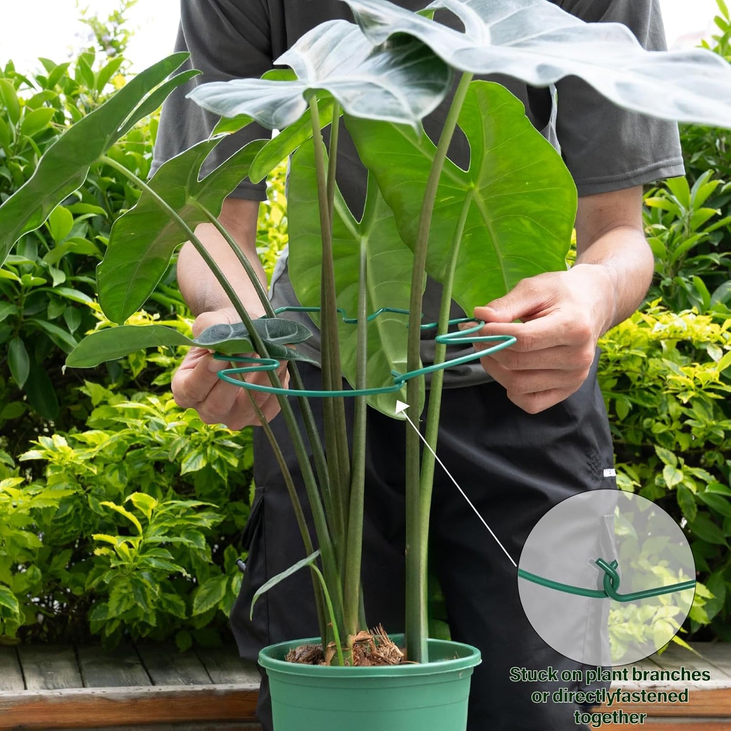 5PCS Monstera Plant Support Stem 9 x 7.6 in- Durable Stabilizer Set for Indoor Climbing Plants, Holders for Enhancing Growth, Ideal Gift for Plant Lovers, Fishbone Cactus Stake Garden Tool-VerdiqueGarden