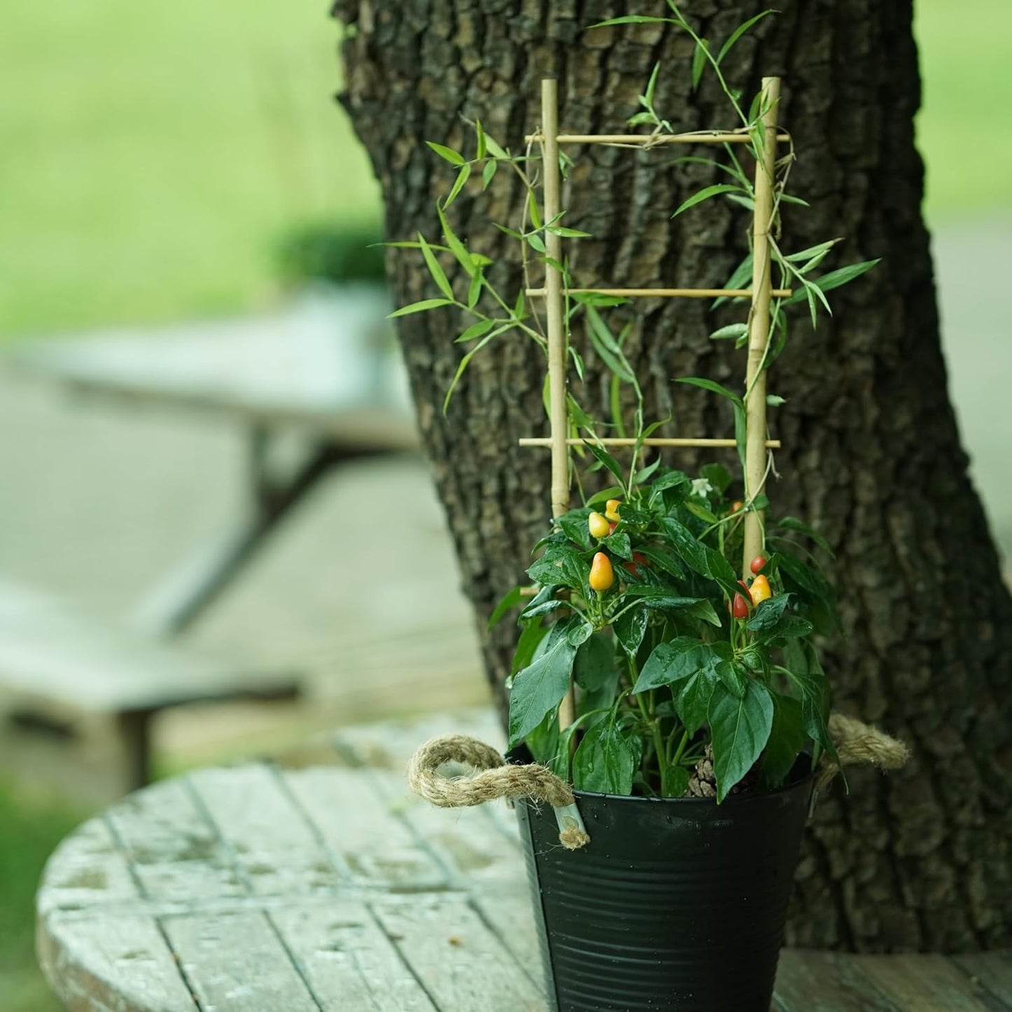 Natural Bamboo Trellis 16inch for Climbing Plants 6 Pack - Plant Ladder Trellis with Garden Ties, Outdoor Decorative Plant Support Stakes for Vines Flowers Vegetables (Ladder-Shape)-VerdiqueGarden