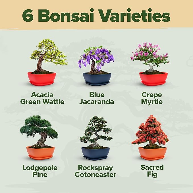 Bonsai Tree Kit - Gifts for Men & Women (Master Kit)-VerdiqueGarden