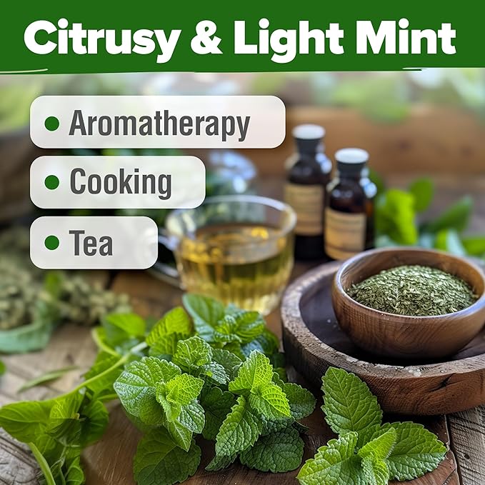 HOME GROWN Lemon Balm Seeds– 806 𝗡𝗢𝗡-𝗚𝗠𝗢 Heirloom Seeds for Planting – Melissa officinalis Herb for Tea, Garden, Indoor or Outdoor Growing–Plant for Pots, Beds & Hydroponics(Melissa officinalis)-VerdiqueGarden