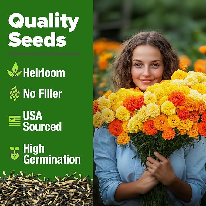 HOME GROWN 𝗨𝗦𝗔 𝗣𝗥𝗘𝗠𝗜𝗨𝗠 Petite French Marigold Seeds 329+ Flower Seeds for Planting Outdoors Easy to Grow Companion Plant & Quick Blooming Pollinator Heirloom Wildflower Seed (Tagetes patula)-VerdiqueGarden