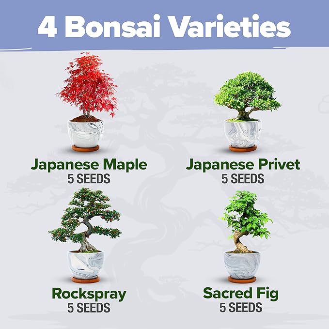 HOME GROWN Bonsai Tree Kit - Premium Ceramic Starter Kit - 4 Variety of Bonsai - Unique Gift for Men and Women Gardeners (BK2-2nd-MF)-VerdiqueGarden
