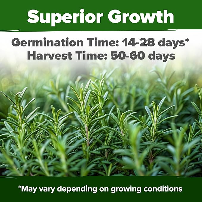 HOME GROWN 𝗨𝗦𝗔 𝗣𝗥𝗘𝗠𝗜𝗨𝗠 Rosemary Seeds Pack - 150 High Germinating 𝗡𝗢𝗡-𝗚𝗠𝗢 Heirloom Herb Seeds for Planting in Indoor or Outdoor Herb Gardens (Salvia rosmarinus)-VerdiqueGarden