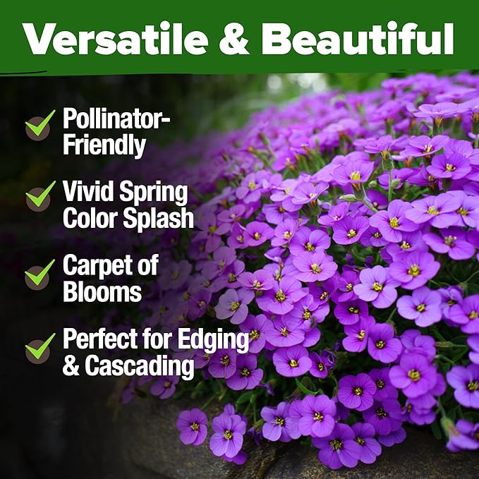 HOME GROWN 𝗨𝗦𝗔 𝗣𝗥𝗘𝗠𝗜𝗨𝗠 Aubrieta Rock Cress Purple, Flowering Ground Cover Seed Pack, Perennial Cress Seeds for Planting Outdoor Lawn Gardens 300 𝗡𝗢𝗡-𝗚𝗠𝗢 Aubrieta deltoidea Flower Seeds-VerdiqueGarden