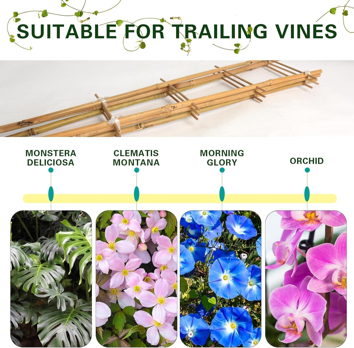 Bamboo Trellis 2FT 3 Pack, S2 Natural Bamboo Plant Ladder Stakes 24 Inch, Fan-Shaped Plant Support Stand for Orchid Vines, Monarchs, Ivy and Other Plants Climbing, Help Plant Growth-VerdiqueGarden