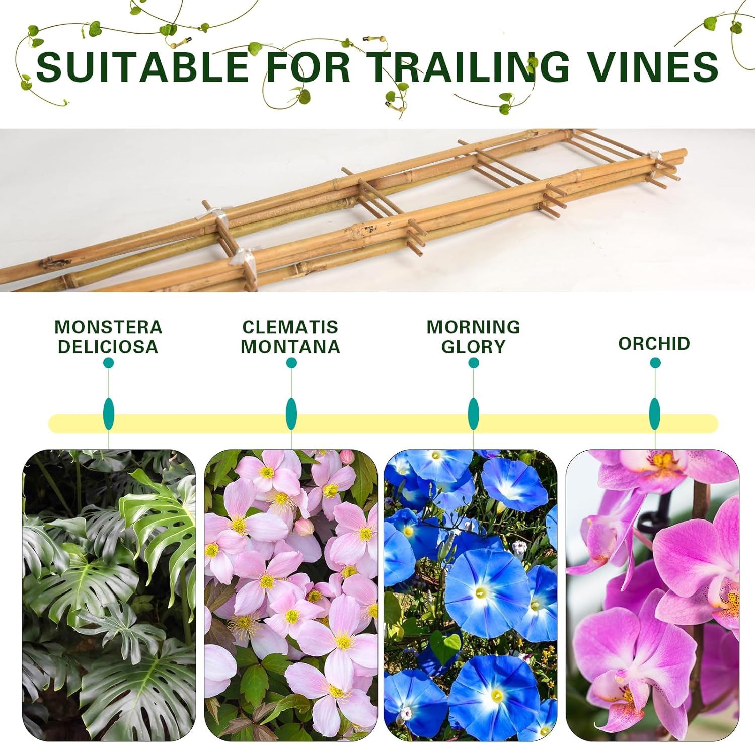 Bamboo Trellis 2FT 3 Pack, S2 Natural Bamboo Plant Ladder Stakes 24 Inch, Fan-Shaped Plant Support Stand for Orchid Vines, Monarchs, Ivy and Other Plants Climbing, Help Plant Growth-VerdiqueGarden