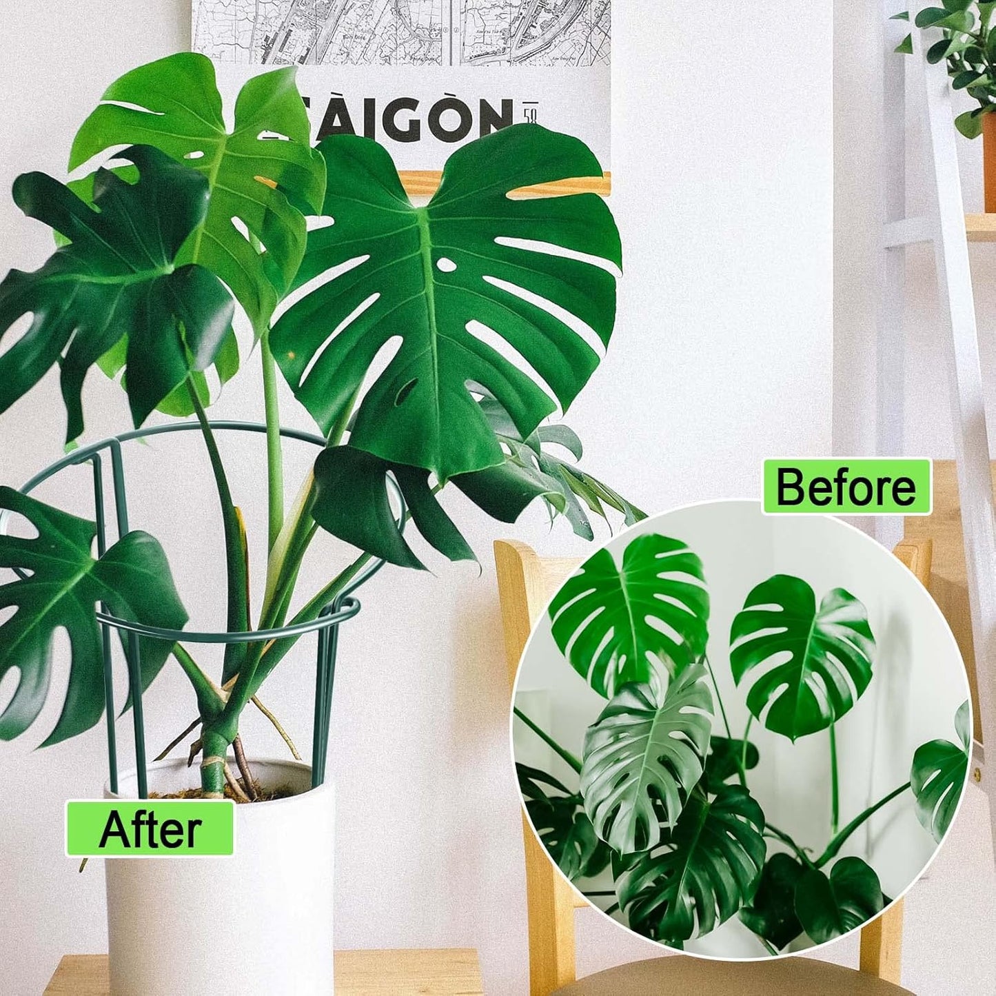 HiGift 12 Pack Plant Stakes for Indoor Plants, Metal Garden Peony Support Cages, Outdoor Plant Supports Ring Prop, Large Plant Stake for Hydrangea,Rose,Flower,Vine,Potted Plants (10" W x 24" H)-VerdiqueGarden