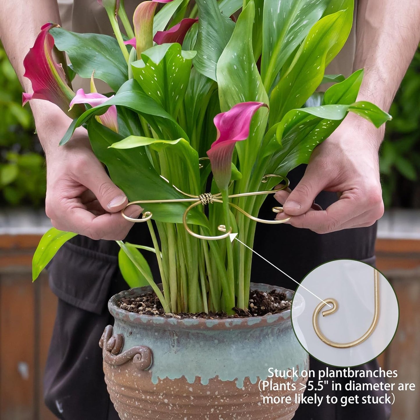 Durable Monstera Plant Support Hooks 5.5in - 5-Piece Set for Indoor Plant Stabilization, Easy-to-Use Grapple Holders for Monstera and Turtle Shell Plants for Plant Lovers-VerdiqueGarden