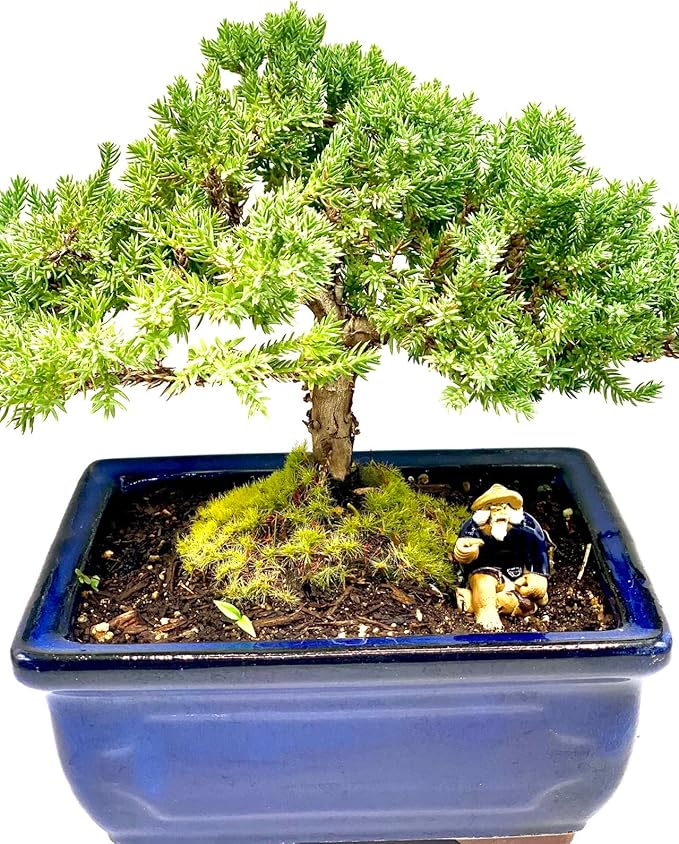 Live Dwarf Juniper Bonsai Tree 7 Year Old | Juniper or Jade Bonsai Tree | Indoor/Outdoor | 100% Handcrafted| Home and Office Décor | Best Gift for Holiday-VerdiqueGarden