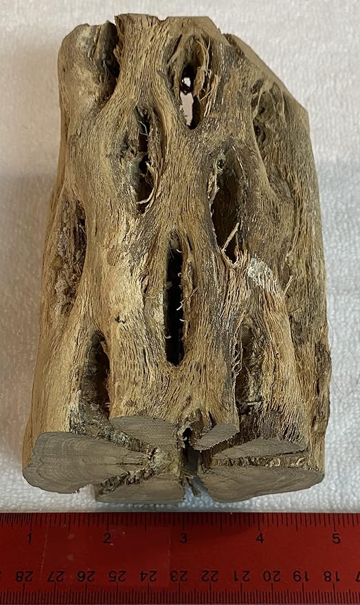 Awesome Aquatic 3 in Plus Thick XL Teddy Bear/Chain Fruit/Buckhorn/Staghorn Cholla Wood Hollow Tube Wood Cactus Skeleton Tubes 3” Plus Thick/Diameter (6 in x 3 in Plus Diameter)