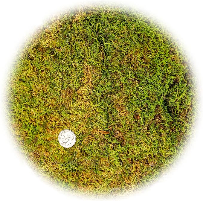 Preserved Sheet Moss in Natural Green | Decorative Real Natural Green DIY Kit Terrariums Gardenning Art Wall Decor Florist Decor Easter Table Decor Wedding - 2 Quart-VerdiqueGarden