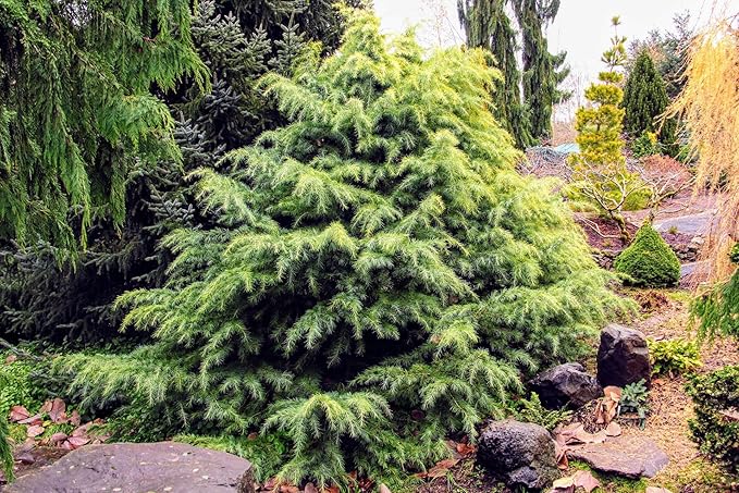 Premium Himalayan Cedar Potting Soil Mix - Perfect Balance of Nutrients, Drainage, and Aeration for Healthy Cedar Trees - 20 Quart-VerdiqueGarden