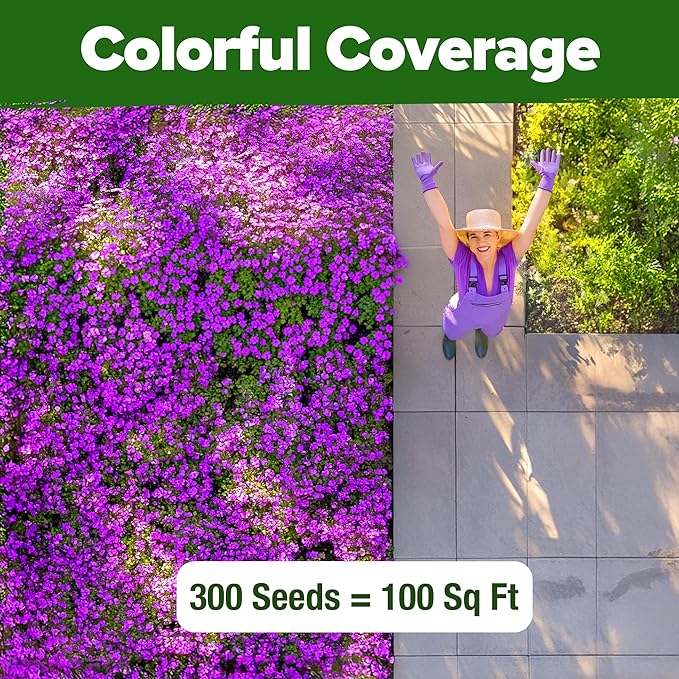 HOME GROWN 𝗨𝗦𝗔 𝗣𝗥𝗘𝗠𝗜𝗨𝗠 Aubrieta Rock Cress Purple, Flowering Ground Cover Seed Pack, Perennial Cress Seeds for Planting Outdoor Lawn Gardens 300 𝗡𝗢𝗡-𝗚𝗠𝗢 Aubrieta deltoidea Flower Seeds-VerdiqueGarden