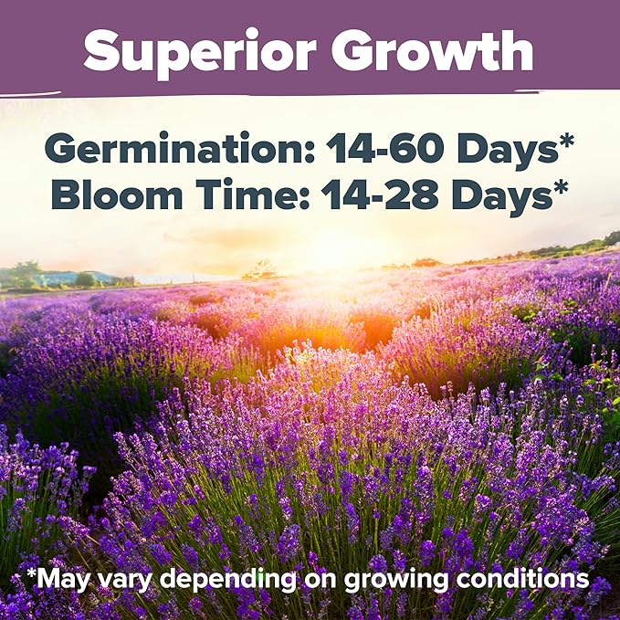 HOME GROWN 𝗨𝗦𝗔 𝗣𝗥𝗘𝗠𝗜𝗨𝗠 English Lavender Seeds 1,500+ 𝗡𝗢𝗡-𝗚𝗠𝗢 Wildflower Seed for Planting Indoor/Outdoor, High Germination, Plant Flower Seeds (Lavandula antustifolia)-VerdiqueGarden