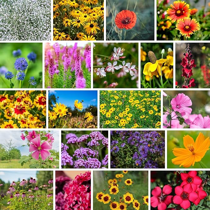 Wildflower Bulk, Southeastern Flower, 1 Lb. 640,000+ Seeds, Annual & Perennial Flowers with Native Southeastern Blooms, Pollinator Flower-VerdiqueGarden