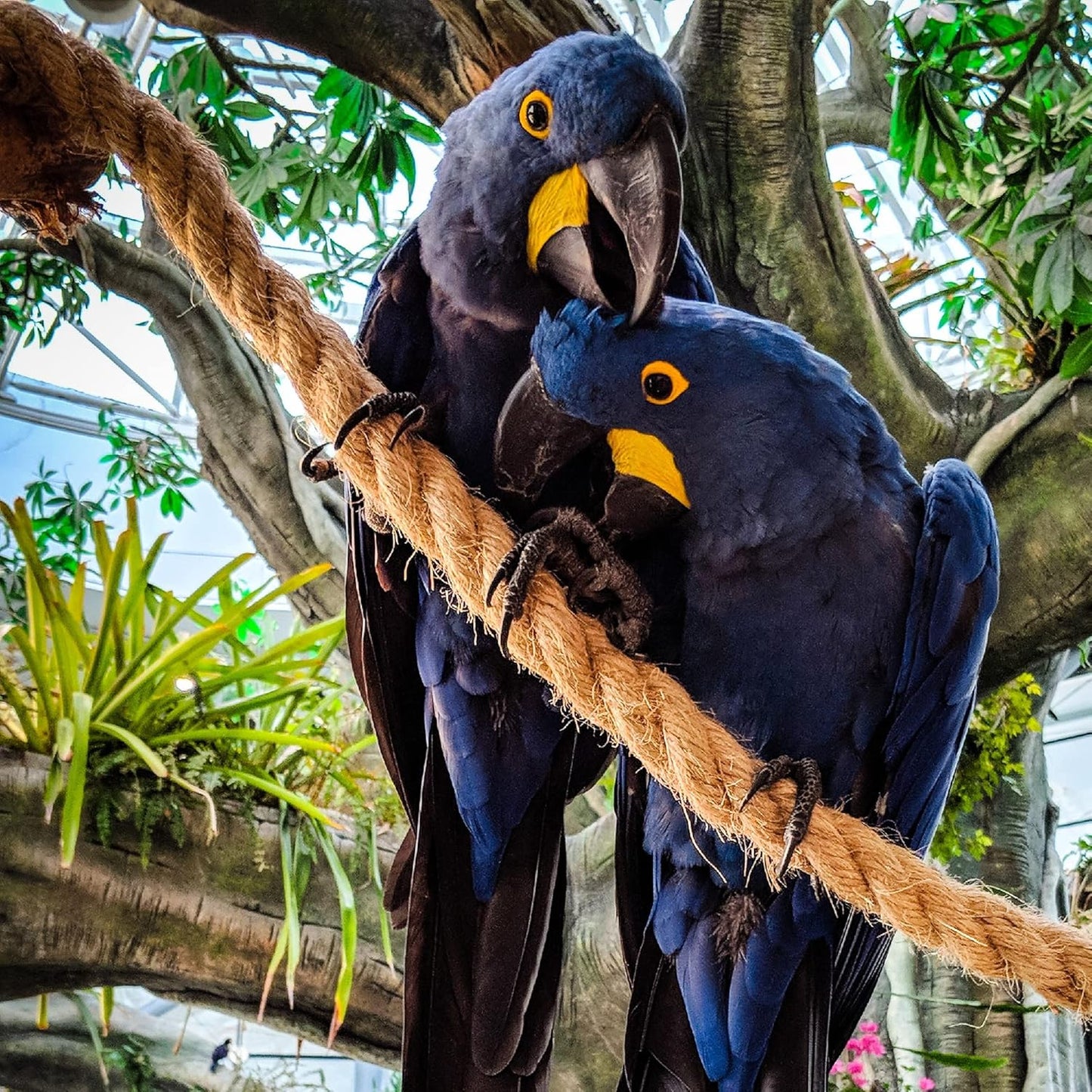 Jute Rope 1 Inch x 20 Ft, IMROPE Natural Jute Rope Twisted 4 Strands for DIY Arts Crafts, Garden, Home Decorating, Hammock-VerdiqueGarden