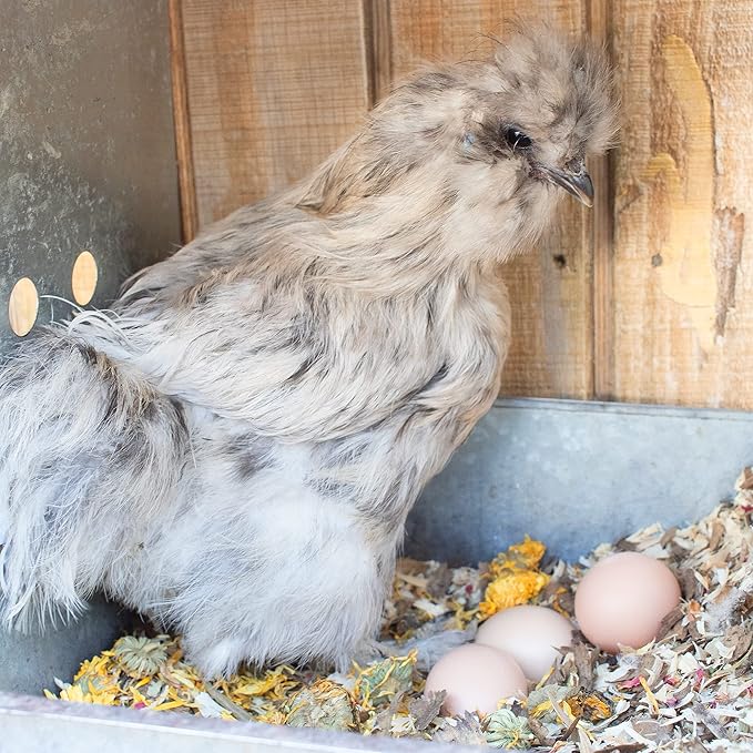 Pampered Chicken Mama Floral Nesting Herbs for Chickens (16 Ounces/1 Pound) | Relaxation Blend for Chick Brooder Box, Chicken Coop Bedding | Scent of Spring-VerdiqueGarden