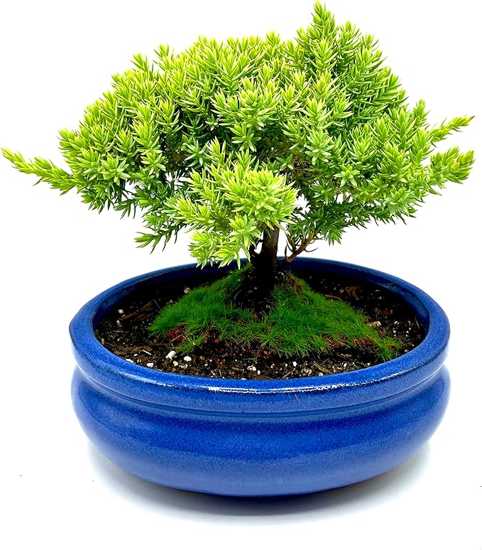 Live Dwarf Juniper Bonsai Tree Small | Indoor/Outdoor | 100% Handcrafted| Home and Office Décor | Best Gift for Holiday-VerdiqueGarden