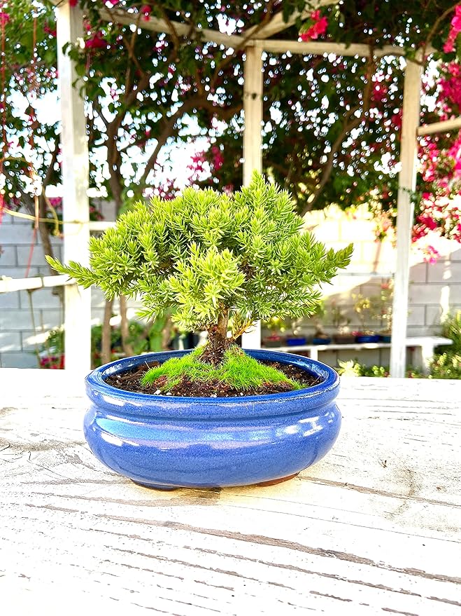 Live Dwarf Juniper Bonsai Tree Small | Indoor/Outdoor | 100% Handcrafted| Home and Office Décor | Best Gift for Holiday-VerdiqueGarden