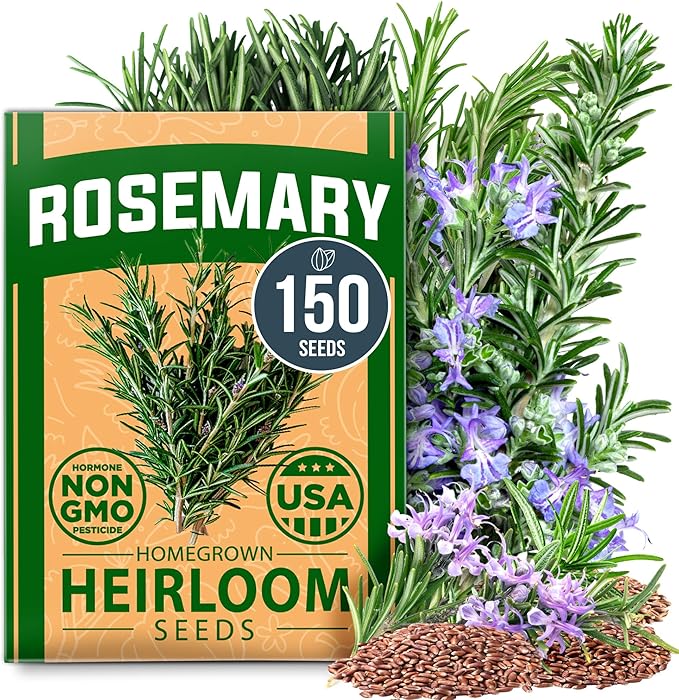 HOME GROWN 𝗨𝗦𝗔 𝗣𝗥𝗘𝗠𝗜𝗨𝗠 Rosemary Seeds Pack - 150 High Germinating 𝗡𝗢𝗡-𝗚𝗠𝗢 Heirloom Herb Seeds for Planting in Indoor or Outdoor Herb Gardens (Salvia rosmarinus)-VerdiqueGarden