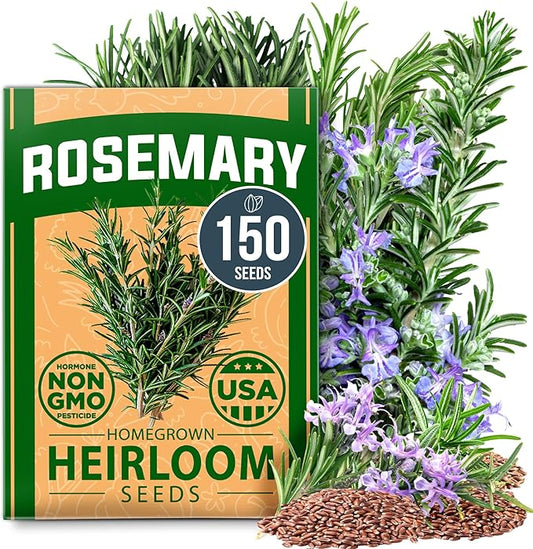 HOME GROWN 𝗨𝗦𝗔 𝗣𝗥𝗘𝗠𝗜𝗨𝗠 Rosemary Seeds Pack - 150 High Germinating 𝗡𝗢𝗡-𝗚𝗠𝗢 Heirloom Herb Seeds for Planting in Indoor or Outdoor Herb Gardens (Salvia rosmarinus)-VerdiqueGarden