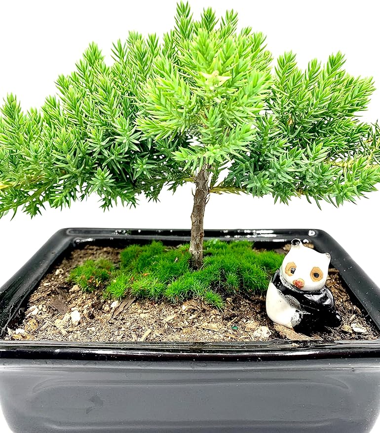 Live Dwarf Juniper Bonsai Tree 4-5years Old with Cute Ceramic Panda | Juniper or Jade Bonsai Tree | Indoor/Outdoor | 100% Handcrafted| Home and Office Décor | Best Gift for Holiday-VerdiqueGarden