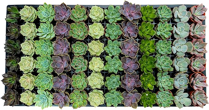 1.75 Inch Mini-Echeveria Assortment | Beautiful Rosette Assortment | Colorful, Hand-Picked Assortment | Great for Office, Home, or Wedding Decor | 72-Pack-VerdiqueGarden