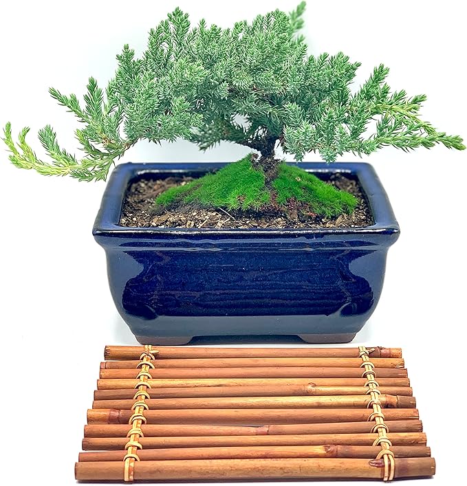Live Dwarf Juniper Bonsai Tree 7 Year Old with Hand-Made Bamboo Stand | Juniper or Jade Bonsai Tree | Indoor/Outdoor | 100% Handcrafted| Home and Office Décor | Best Gift for Holiday-VerdiqueGarden