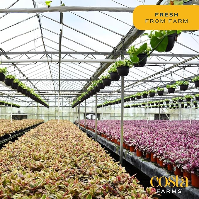 Costa Farms Money Tree, Small Easy to Grow Live Indoor Plant, Live Houseplant in Indoor Plant Pot, Bonsai Potted in Potting Soil, Birthday, Housewarming, Tabletop and Office Home Decor, 10-Inches Tall-VerdiqueGarden