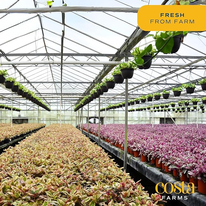 Costa Farms Live Plants (3 Pack), Easy to Grow Real Indoor Houseplants, Air Purifying Plants, Grower's Choice in Home Décor Indoors Plant Pots, New House Gift or Room Décor-VerdiqueGarden