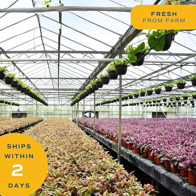 Costa Farms Ponytail Palm Bonsai, Easy to Grow Live Indoor Plant in Indoors Garden Planter Pot, Air Purifying Houseplant, Housewarming, Birthday Gift, Office, Home, and Room Décor, 1 Foot Tall-VerdiqueGarden