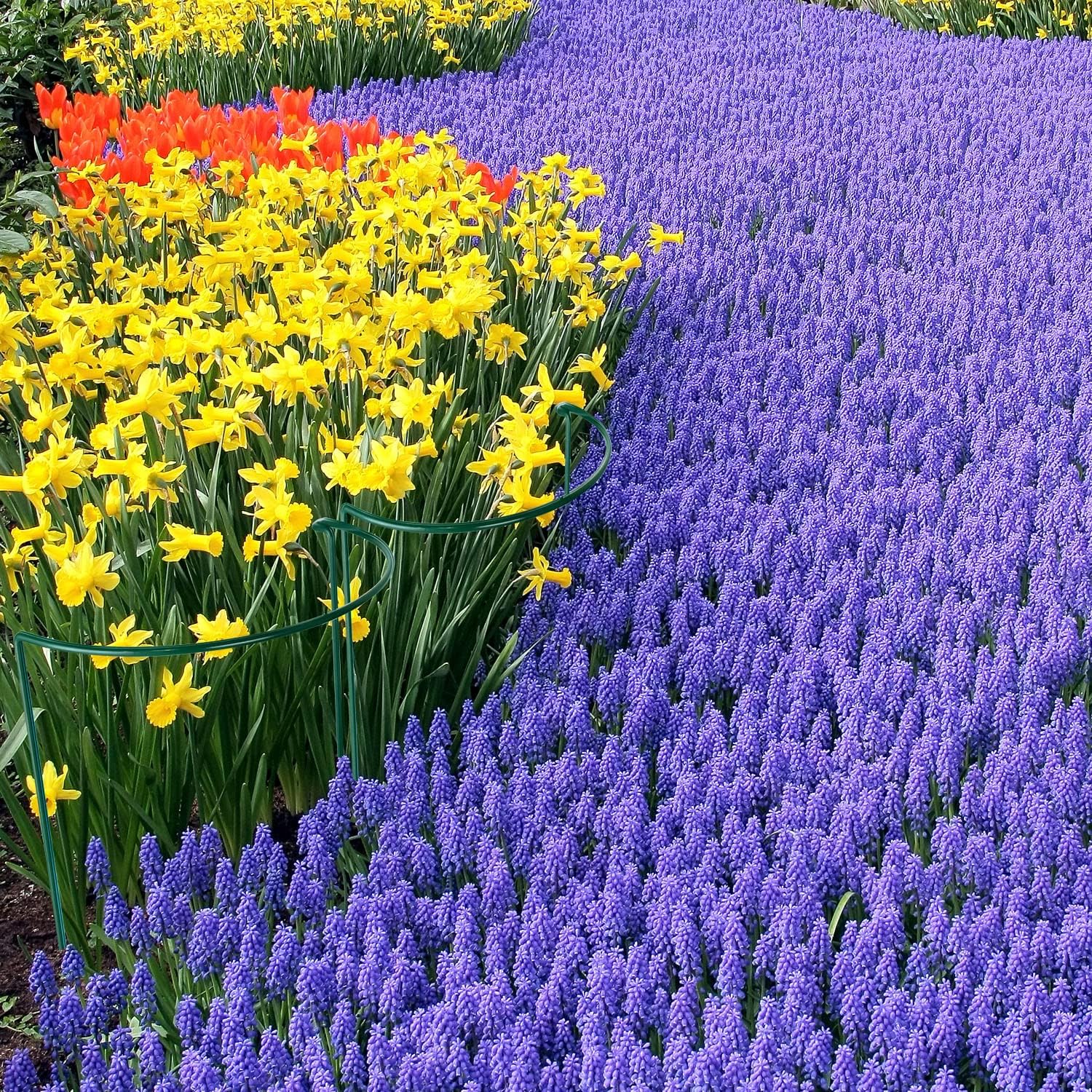 HiGift Plant Support Stakes, 6 Pack Metal Peony Cages and Supports, Garden Stakes Plant Support Cage, Large Plant Support Ring for Outdoor Indoor Snake Plant Peony Rose Flowers Vine (10" W x 15.8" H)-VerdiqueGarden