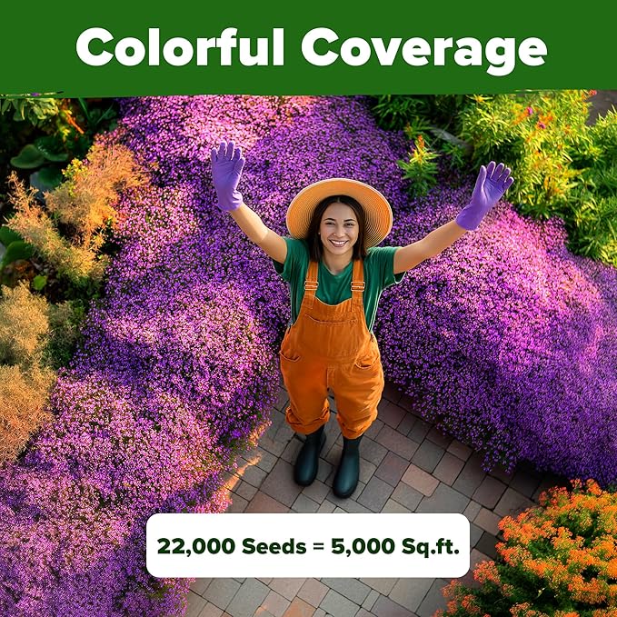 Home Grown Purple Creeping Thyme Seeds – Non-GMO Ground Cover Flowers – 22000+ Edible Herb Seeds for Planting Lawns & Paths – 3g Perennial Thymus serpyllum-VerdiqueGarden