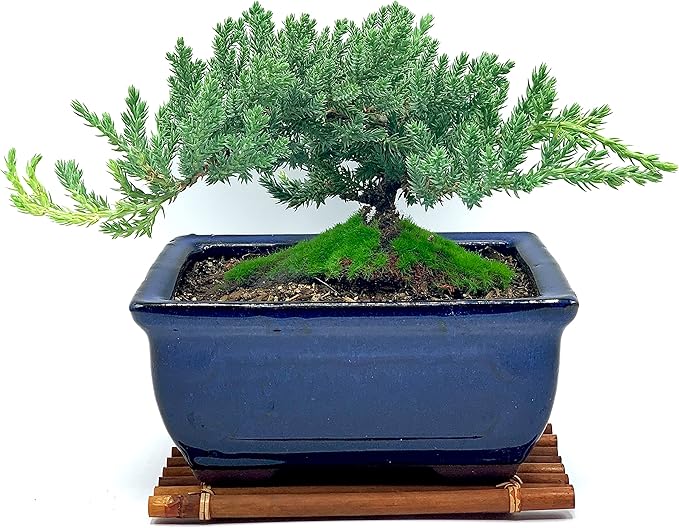 Live Dwarf Juniper Bonsai Tree 7 Year Old with Hand-Made Bamboo Stand | Juniper or Jade Bonsai Tree | Indoor/Outdoor | 100% Handcrafted| Home and Office Décor | Best Gift for Holiday-VerdiqueGarden