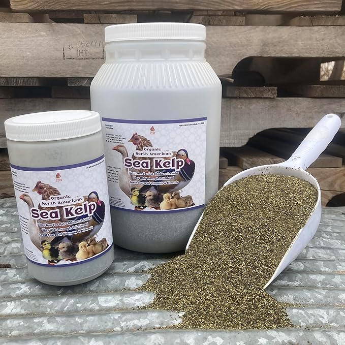 Organic Kelp for Chickens & Duck Feed (5 Pound): Chicken Vitamins | Chicken Supplements | Vitamins for Chickens | Pampered Chicken Mama-VerdiqueGarden