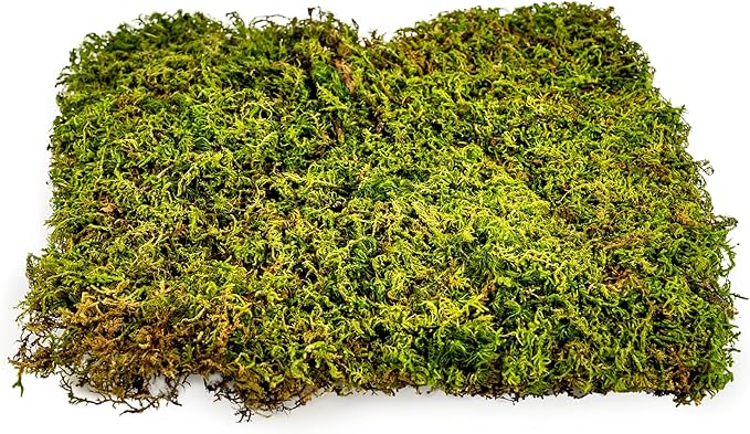 Preserved Sheet Moss in Natural Green | Decorative Real Natural Green DIY Kit Terrariums Gardenning Art Wall Decor Florist Decor Easter Table Decor Wedding - 5 Quart-VerdiqueGarden