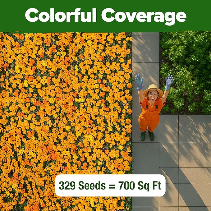 HOME GROWN 𝗨𝗦𝗔 𝗣𝗥𝗘𝗠𝗜𝗨𝗠 Petite French Marigold Seeds 329+ Flower Seeds for Planting Outdoors Easy to Grow Companion Plant & Quick Blooming Pollinator Heirloom Wildflower Seed (Tagetes patula)-VerdiqueGarden