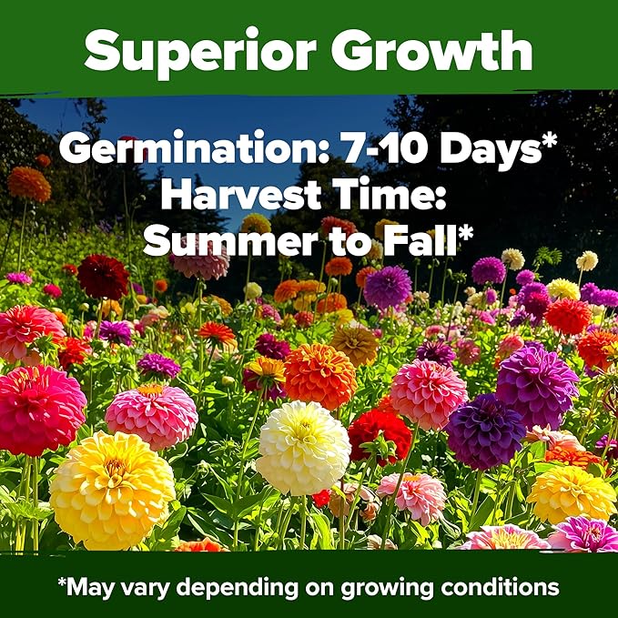 HOME GROWN 𝗨𝗦𝗔 𝗣𝗥𝗘𝗠𝗜𝗨𝗠 Zinnia Dahlia Seeds Pack for 2025 – 524 𝗡𝗢𝗡-𝗚𝗠𝗢 Flower Seeds | Vibrant Zinnia Elegans for Pollinator Gardens, Borders & Containers | Easy-to-Grow Outdoor Blooms-VerdiqueGarden