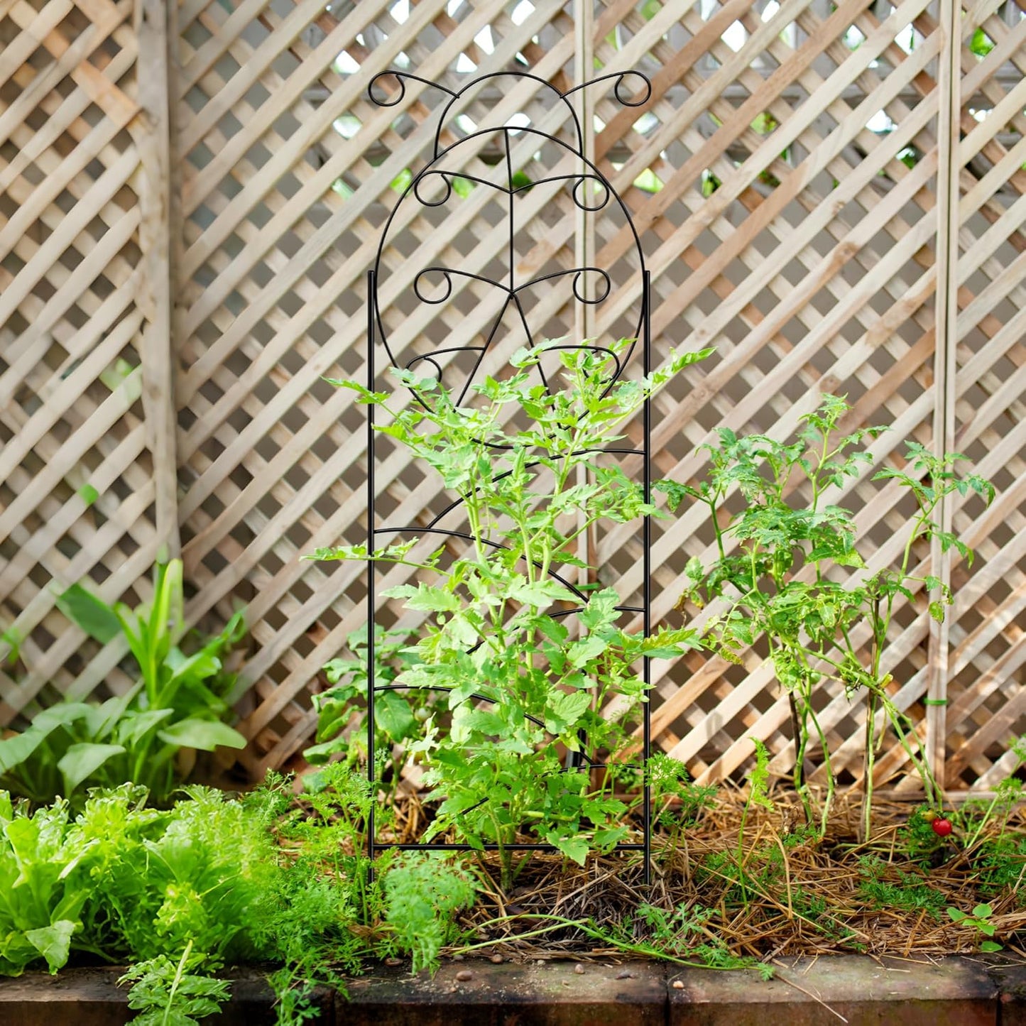 ARIFARO Garden Trellis 56″ H x16″ W (Pack of 4) Metal Climbing Plant Trellis Outdoor/Indoor Sturdy Flower Trellis for Climbing Vines, Rose, Potted Plants-VerdiqueGarden