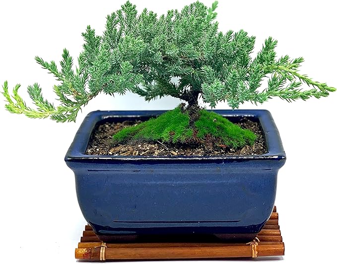 Live Dwarf Juniper Bonsai Tree 7 Year Old with Hand-Made Bamboo Stand | Juniper or Jade Bonsai Tree | Indoor/Outdoor | 100% Handcrafted| Home and Office Décor | Best Gift for Holiday-VerdiqueGarden