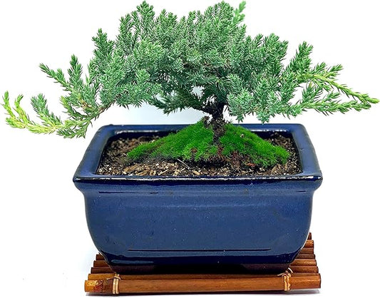 Live Dwarf Juniper Bonsai Tree 7 Year Old with Hand-Made Bamboo Stand | Juniper or Jade Bonsai Tree | Indoor/Outdoor | 100% Handcrafted| Home and Office Décor | Best Gift for Holiday-VerdiqueGarden