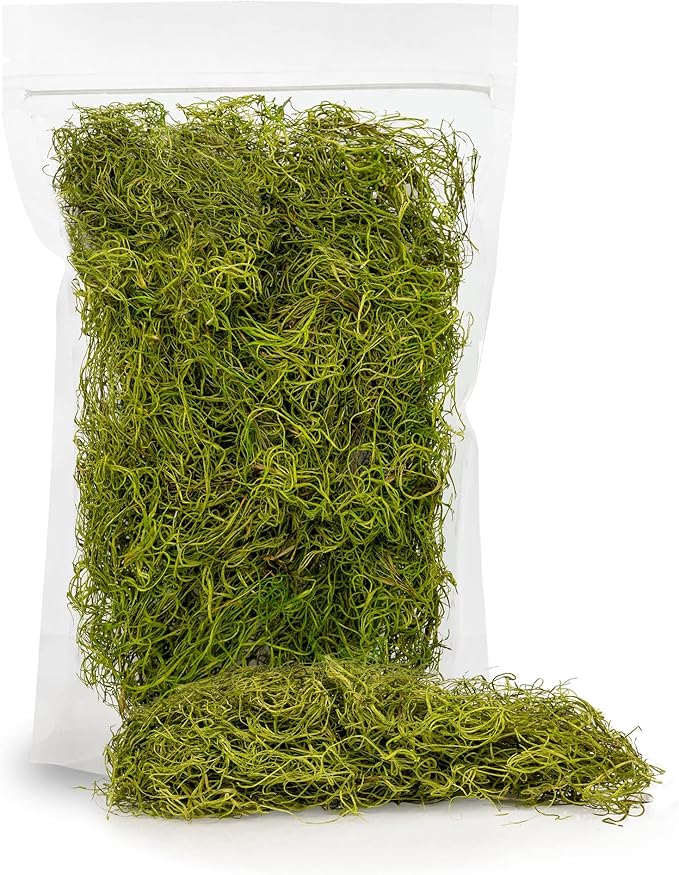 Premium Spanish Moss in Spring Green| Natural Preserved - Great Ground Cover - Filler for Potted Plants - by GARDENERA - 3 Quart Bag-VerdiqueGarden