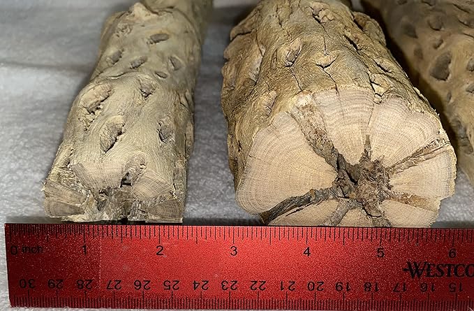 Awesome Aquatic up to 2 in Thick XL Teddy Bear/Chain Fruit/Buckhorn/Staghorn Cholla Wood Hollow Tube Wood Cactus Skeleton Tubes (6 in x up to 2 in)