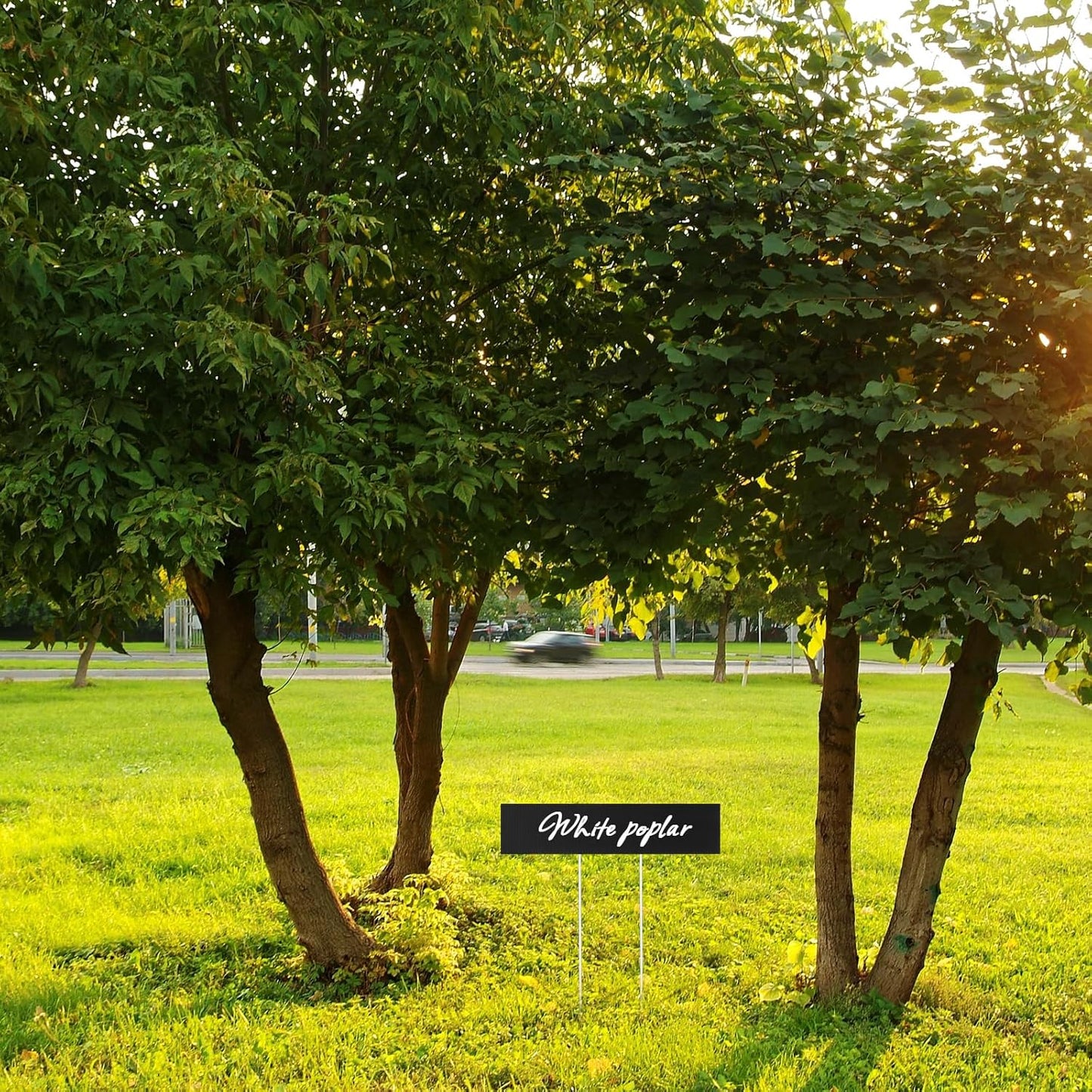 10 Set Jumbo Outdoor Plant Label Stakes Waterproof Nursery Garden Markers Plastic T Type Plant Tag Identification Stake with Marker Pen for Herb Vegetable Flowers, 12" High (Black)-VerdiqueGarden