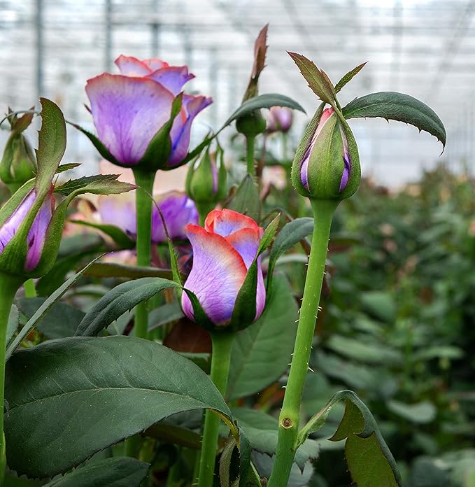 100+ Rose Seeds: 16 Blue Red Pink Yellow Heirloom Varieties for Colorful Perennial Shrubs-VerdiqueGarden