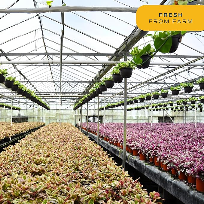 Costa Farms Live House Plants (6 Pack), Easy to Grow Live Indoor Houseplants, Grower's Choice Air Purifier Set, Potted in Indoors Garden Plant Pots, Potting Soil, Housewarming Gift, Home or Room Decor-VerdiqueGarden