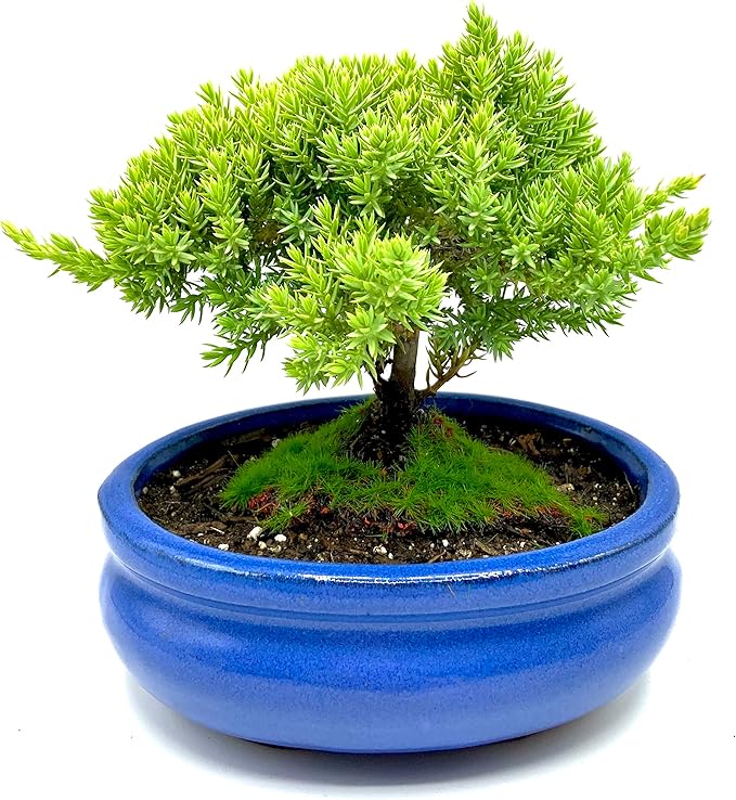Live Dwarf Juniper Bonsai Tree Small | Indoor/Outdoor | 100% Handcrafted| Home and Office Décor | Best Gift for Holiday-VerdiqueGarden
