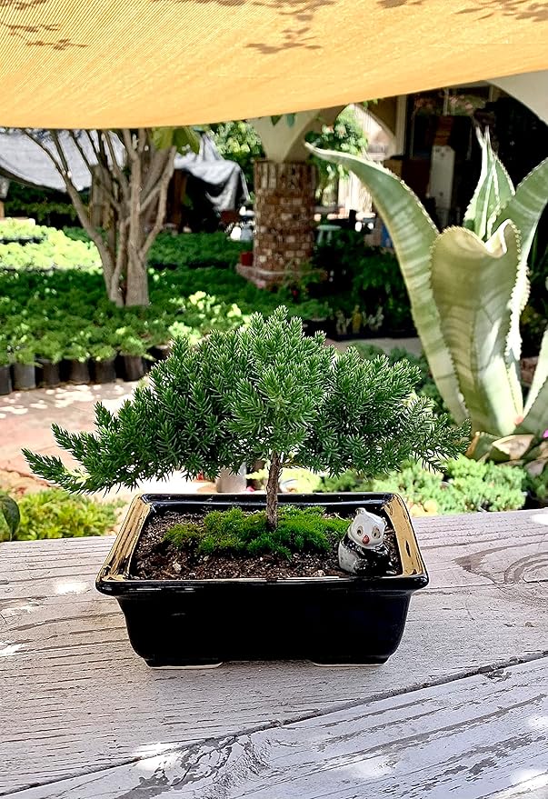 Live Dwarf Juniper Bonsai Tree 4-5years Old with Cute Ceramic Panda | Juniper or Jade Bonsai Tree | Indoor/Outdoor | 100% Handcrafted| Home and Office Décor | Best Gift for Holiday-VerdiqueGarden