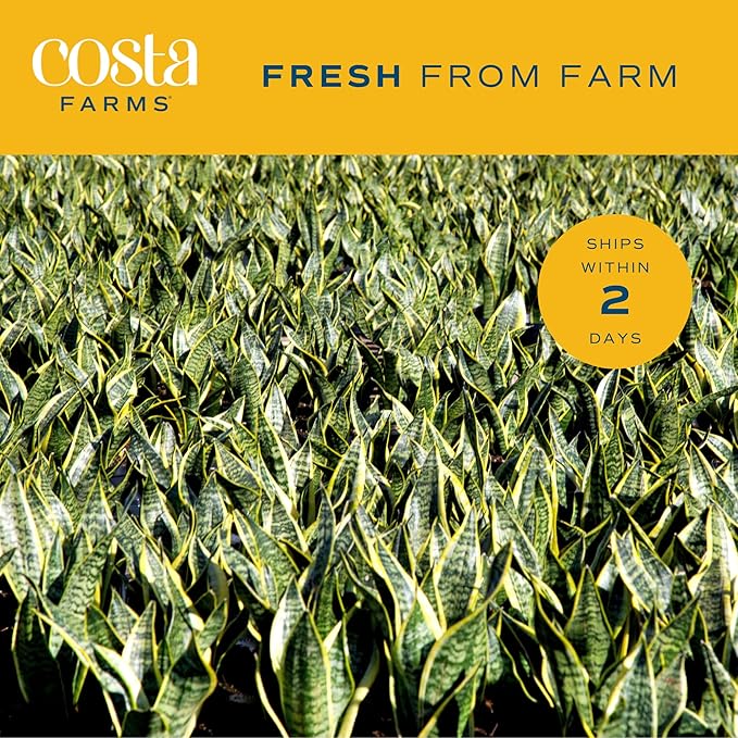 Costa Farms Snake Plant, Easy Care Live Indoor Plant in Décor Planter, Beautiful Clean Air Purifying Houseplant, Boho Home and Room Décor, Housewarming Gift, 8-Inches Tall-VerdiqueGarden